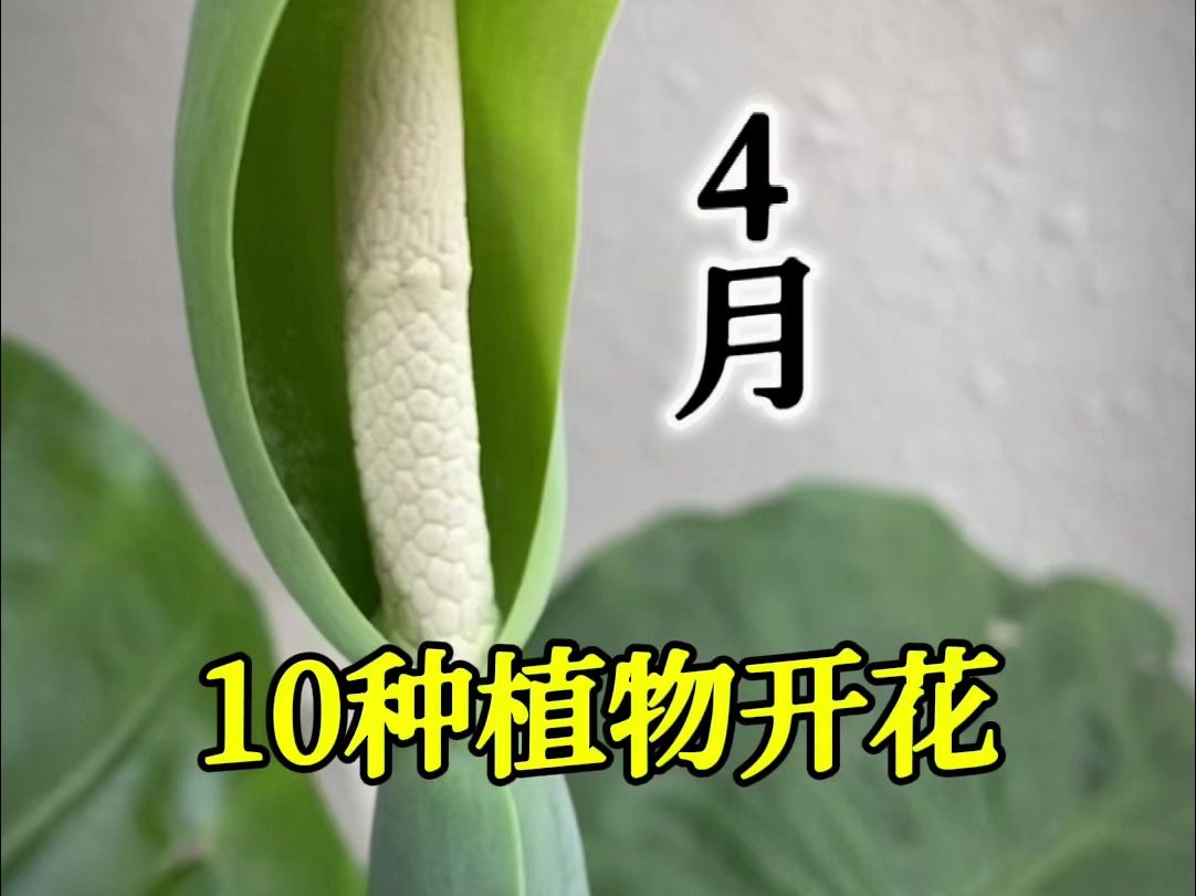 【献丑了】4月份开花的10种植物,有的连养花人也没见过哔哩哔哩bilibili