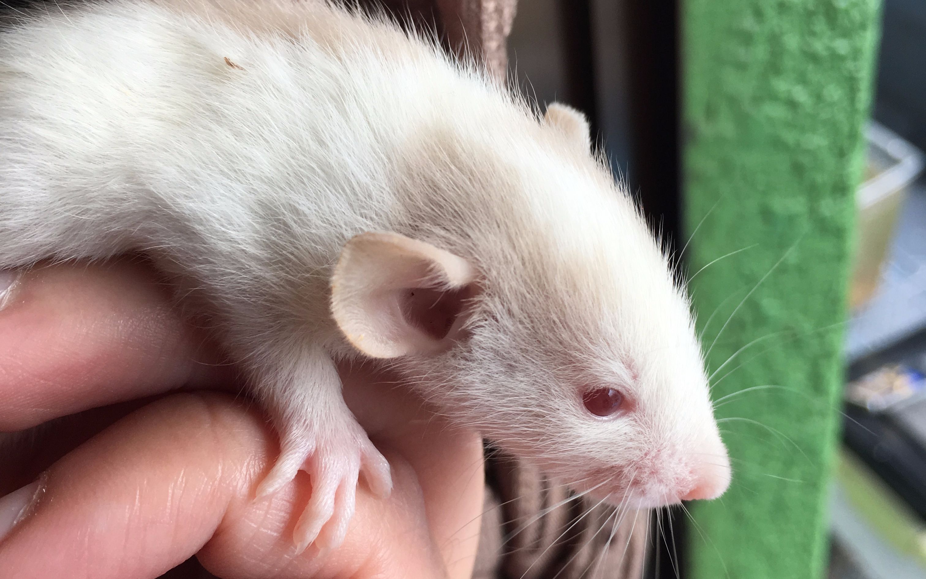 【l桑】自家繁殖的花枝鼠已经睁眼了,可以自己吃东西了(不是给角蛙吃