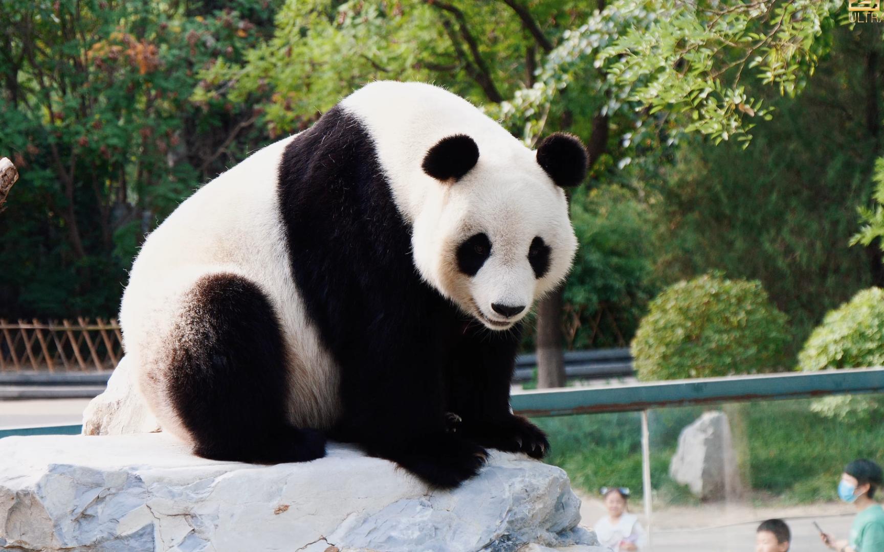 【大熊猫#喜乐】大长腿爬假山轻轻松松