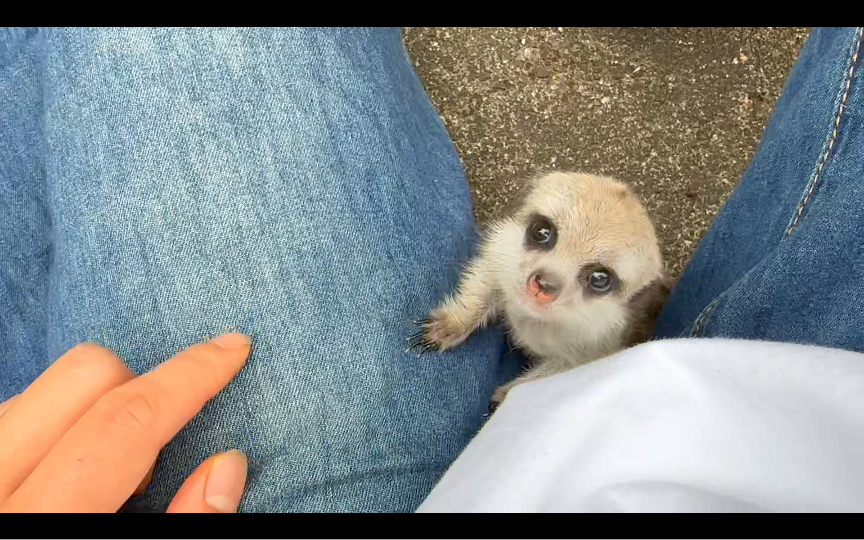 【细尾獴幼崽】是一个很努力想要活下去的小生命!