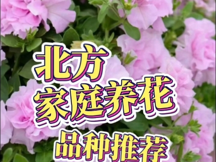 北方家庭养花品种推荐哔哩哔哩bilibili