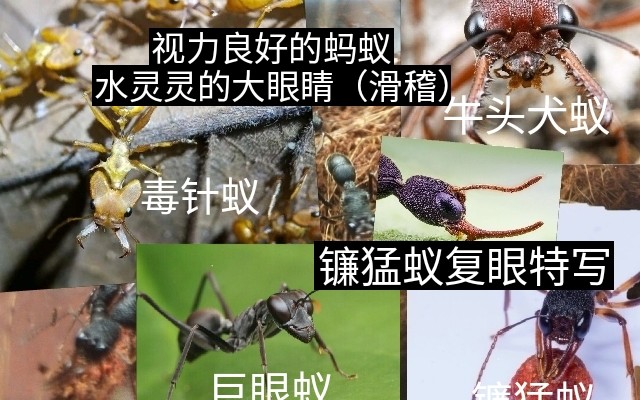 [图]当蚂蚁遇上镜子，这次up为了证明蚂蚁不是二维生物不惜被蚂蚁追着咬