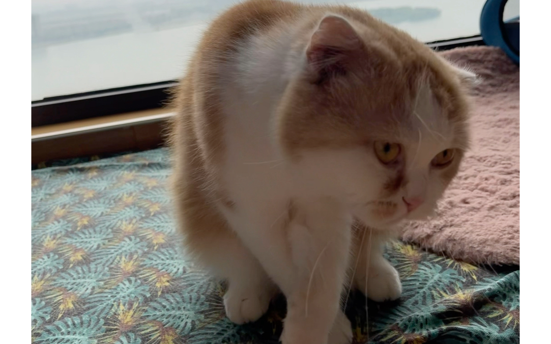 摇摇头～把烦恼摇出来