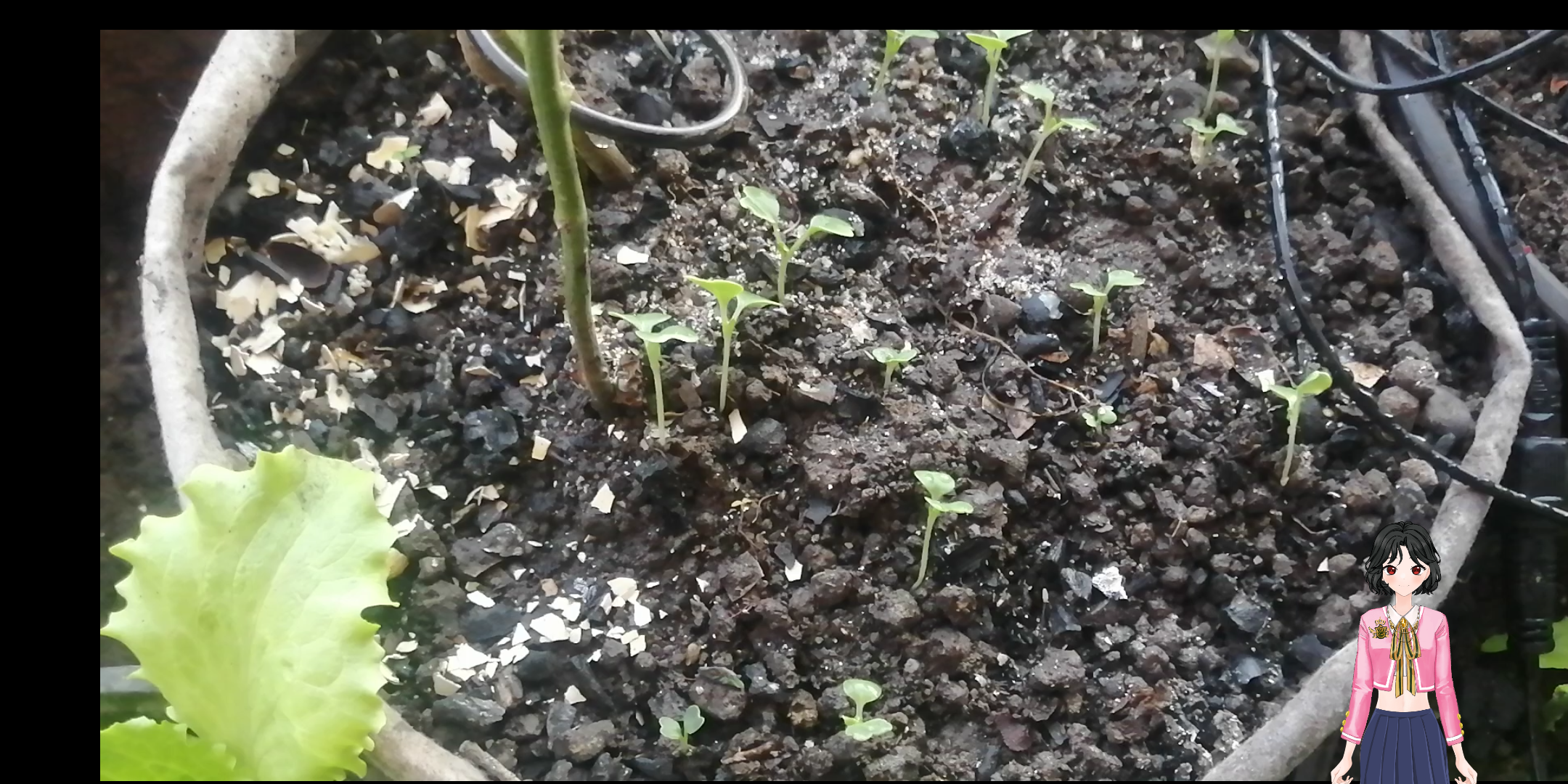 活动作品野苋菜发芽幼苗极小