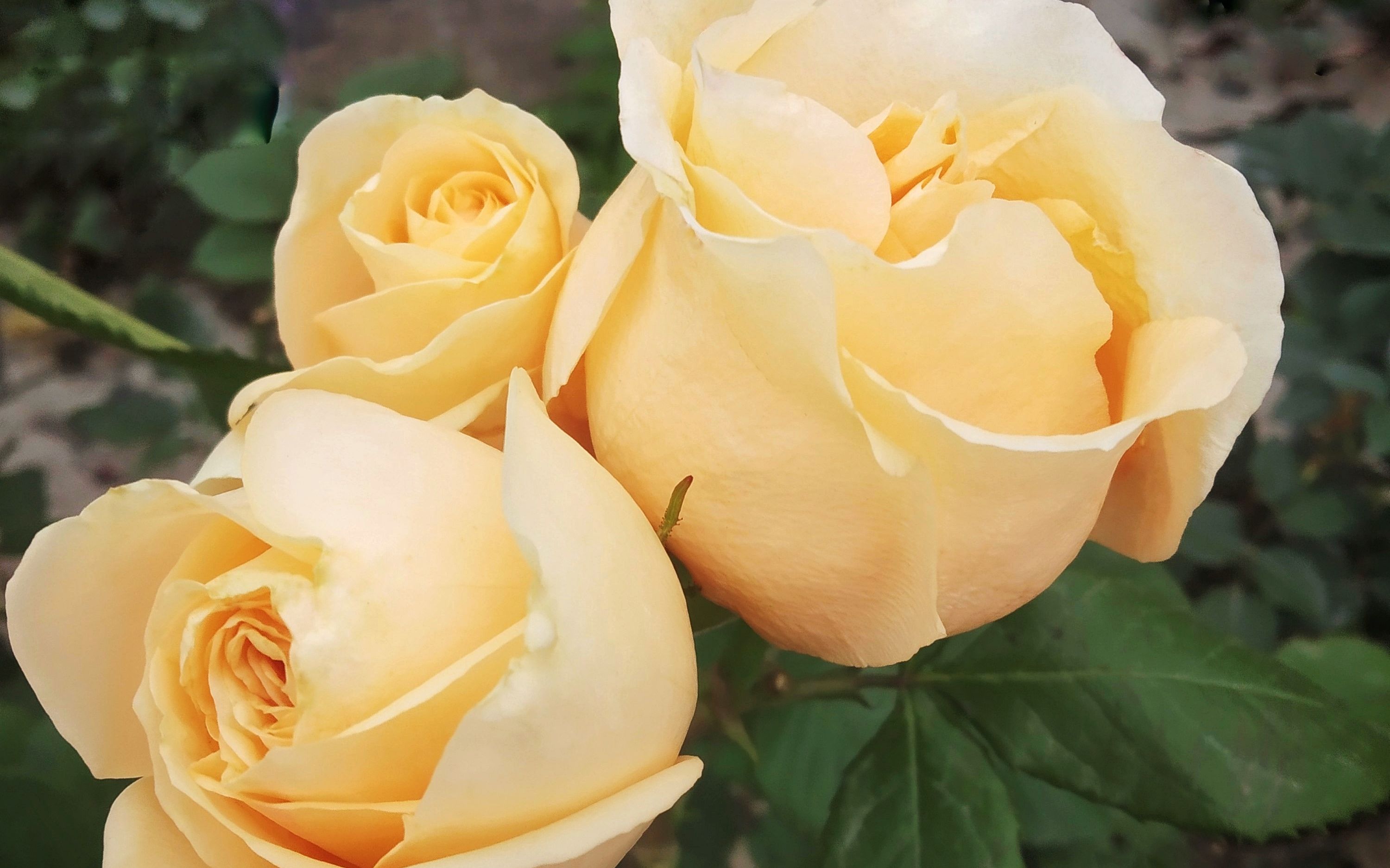 切花月季蜜桃雪山