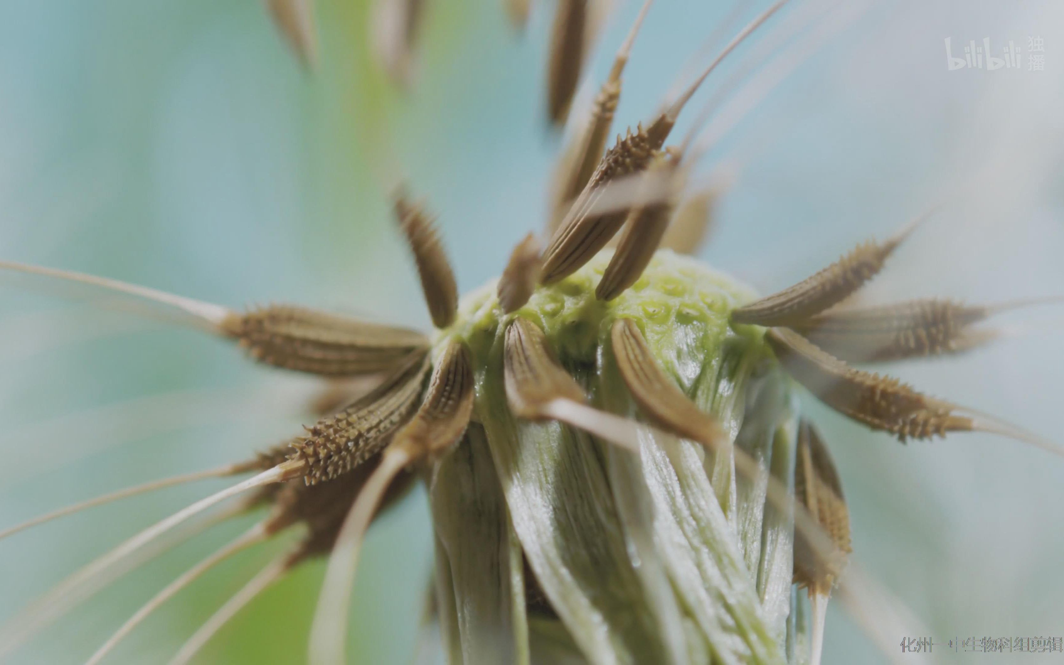 高中生物学教学素材:植物传播种子的奇特策略哔哩哔哩bilibili