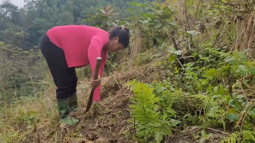 尼泊尔单身妈妈阿娟带娃隐居山里,开荒种姜摘菜摆摊,令人心疼