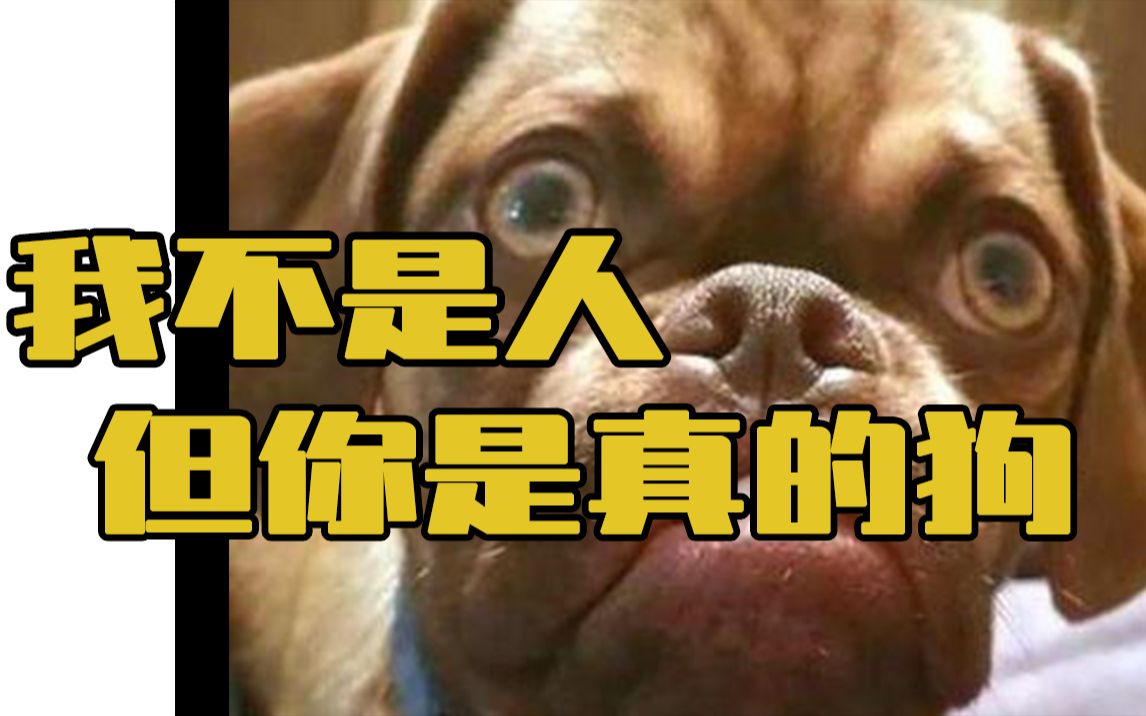 哈哈哈哈哈嗝我不是人但你是真的狗