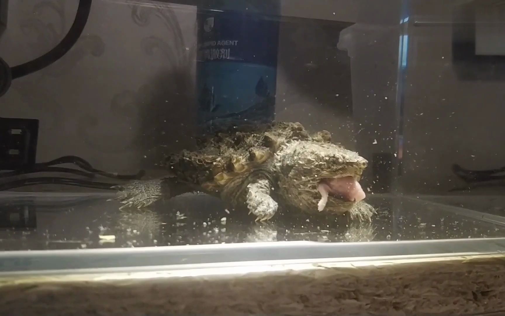 一天没进食的鳄龟,把一只老鼠幼崽丢进去,一口直接吃完