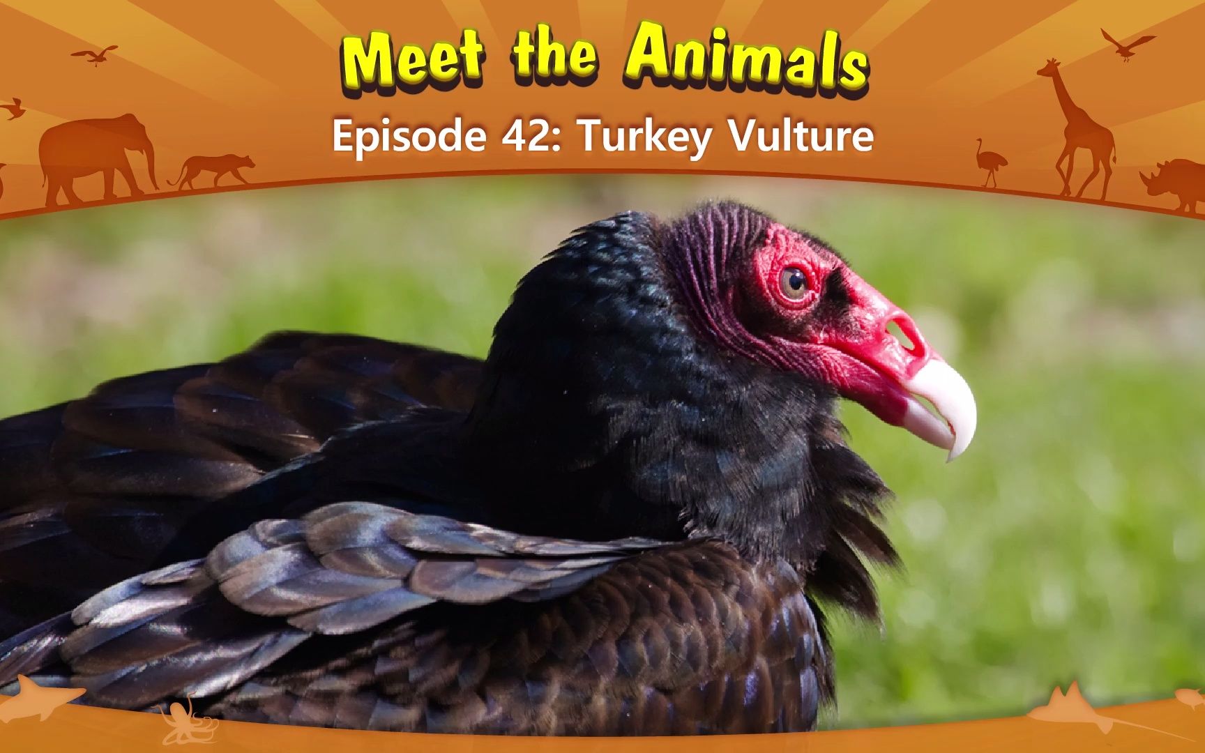 meet the animals 42-turkey vulture.1080p.mp4_嗶哩嗶哩_bilibili