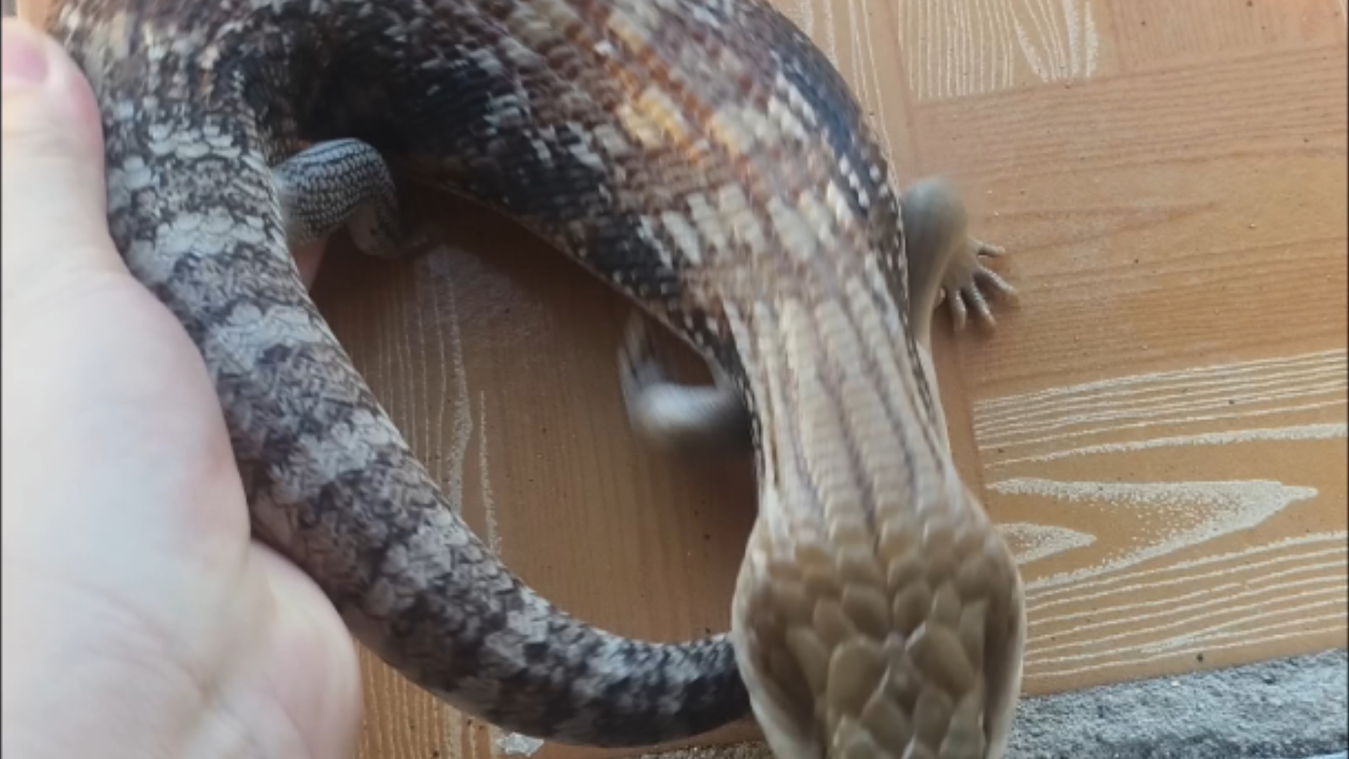 出只北部蓝舌石龙子