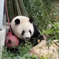 Скачать видео: 好喜欢大熊猫萌兰，阳光开朗，智商超群，么么儿真的是一只小熊精