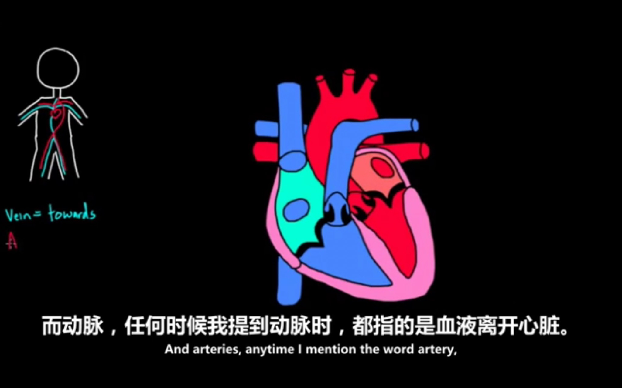 循环系统第二弹心脏的血流