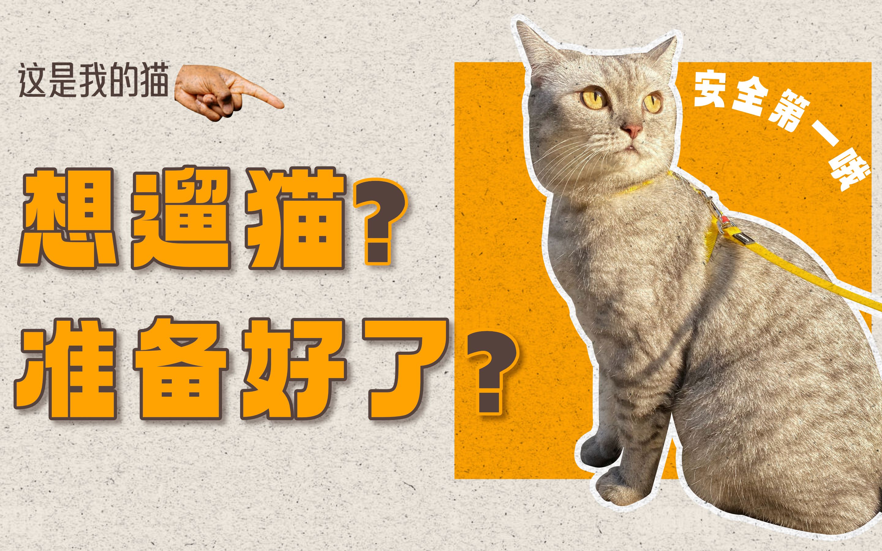 遛猫,你和猫咪真的准备好了吗?我们先评估一下!哔哩哔哩bilibili