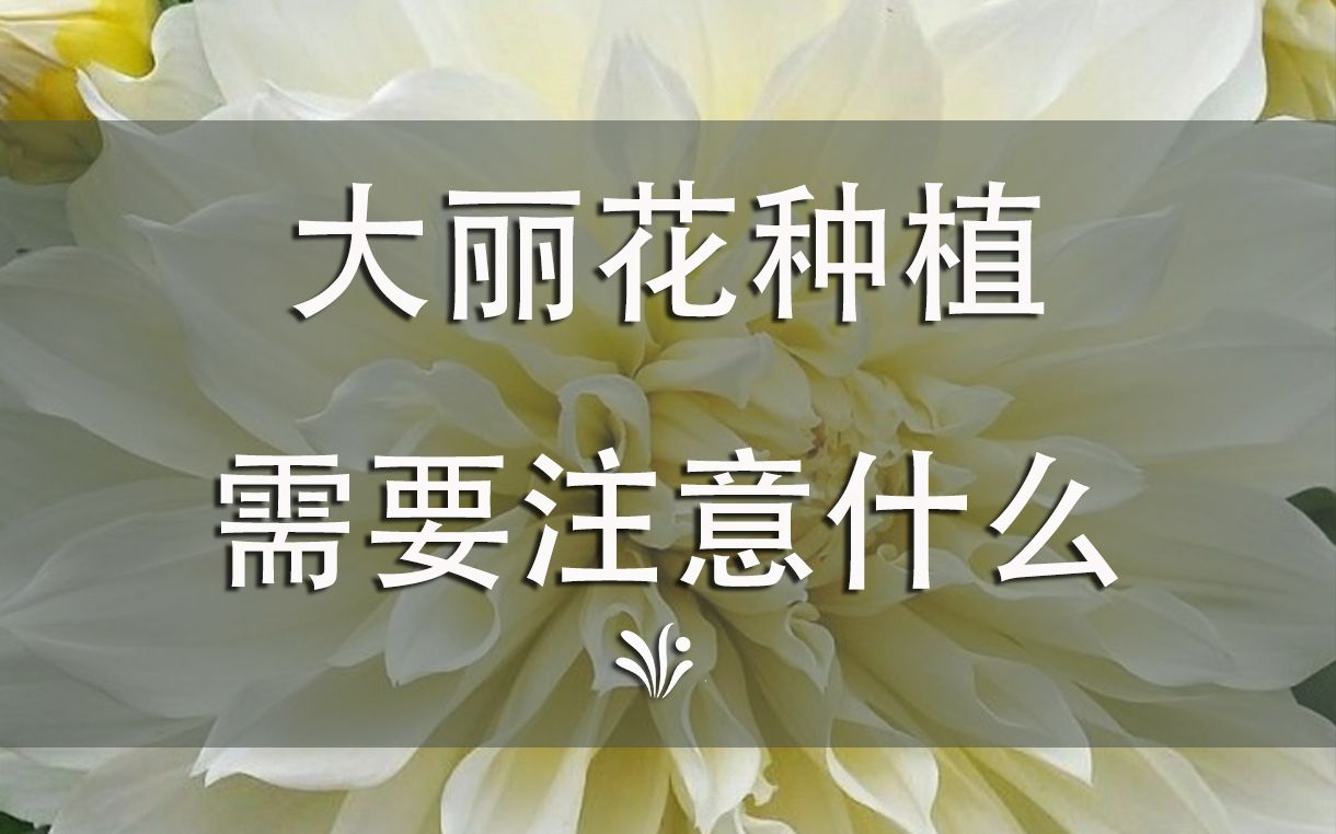 超级简单的大丽花种球种植方法,一看就会!哔哩哔哩bilibili