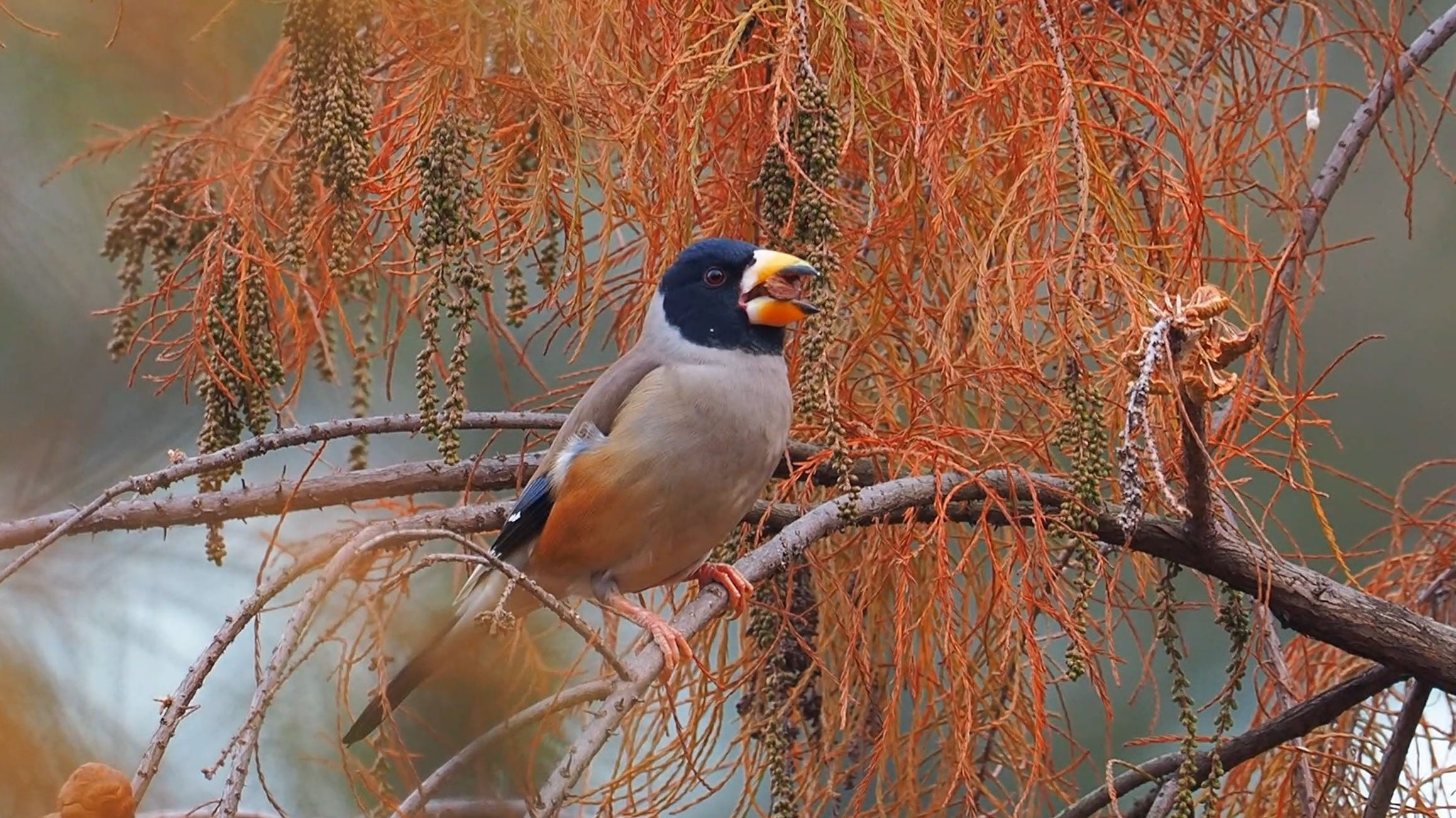落羽杉上吃果果的黑尾蜡嘴雀