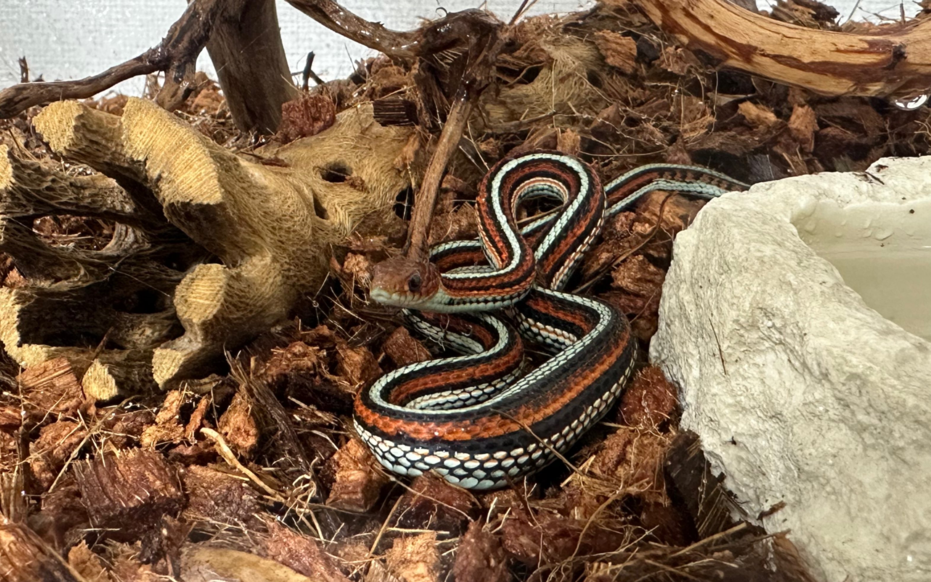 旧金山束带蛇探索新家