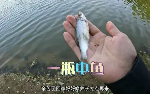 下载视频: 挑战一瓶中鱼