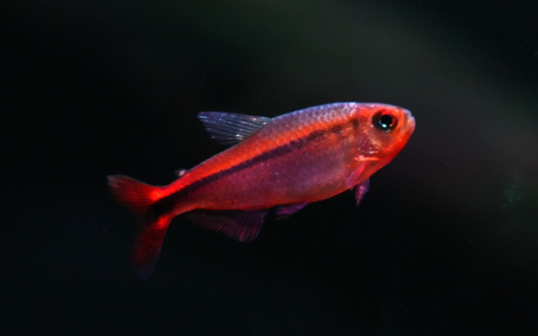 南美灯鱼红火蚁魔鬼灯