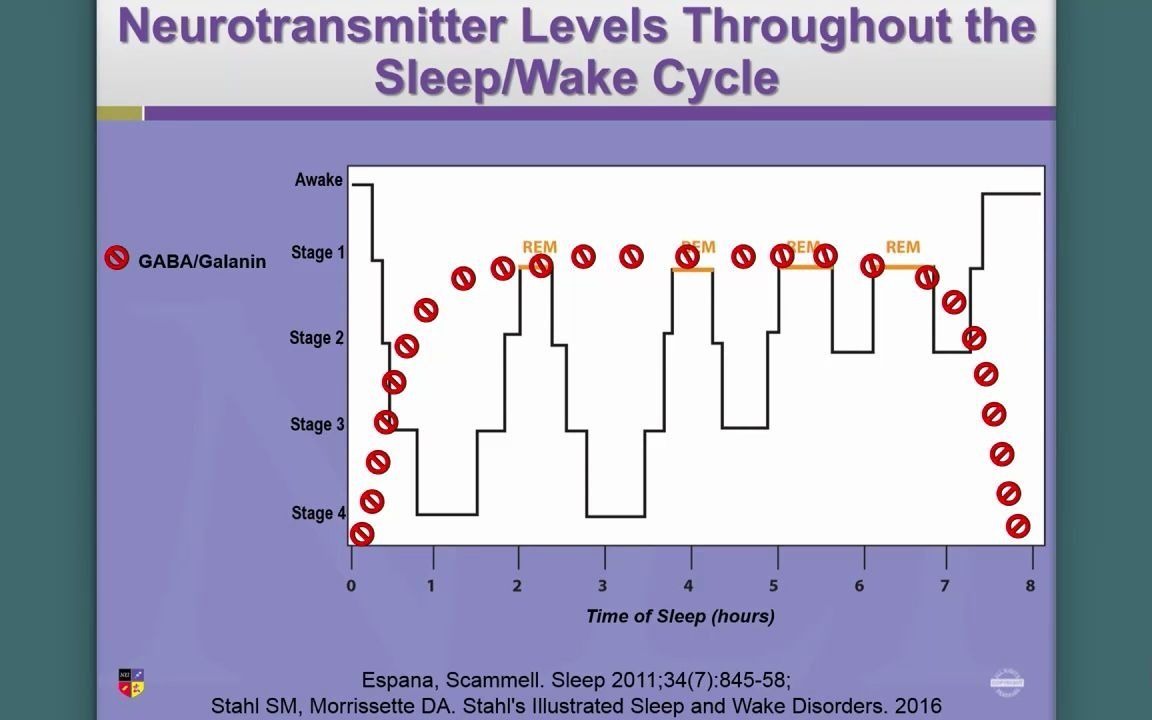 Sleep Neurotransmitters_哔哩哔哩 (゜-゜)つロ 干杯~-bilibili