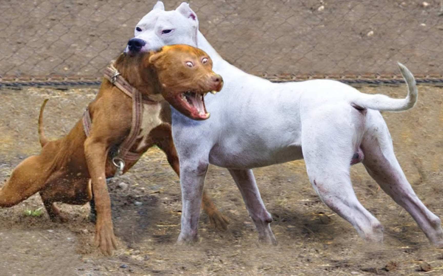 世界十大猎犬品种排名 比特犬仅排第三