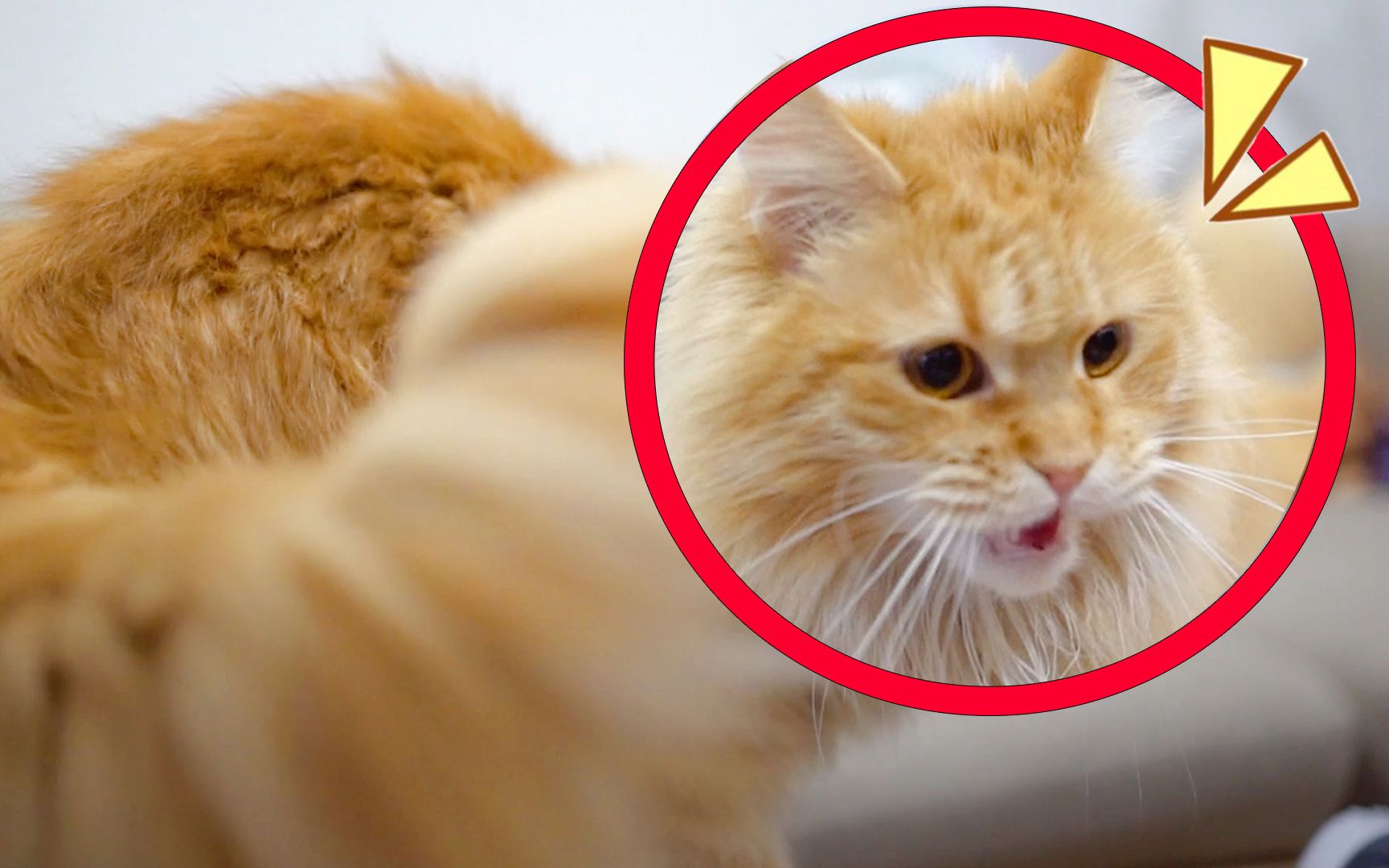 这些猫叫声会让猫找过来播给你的猫听听吧你的小猫会不会来猫咪趣事