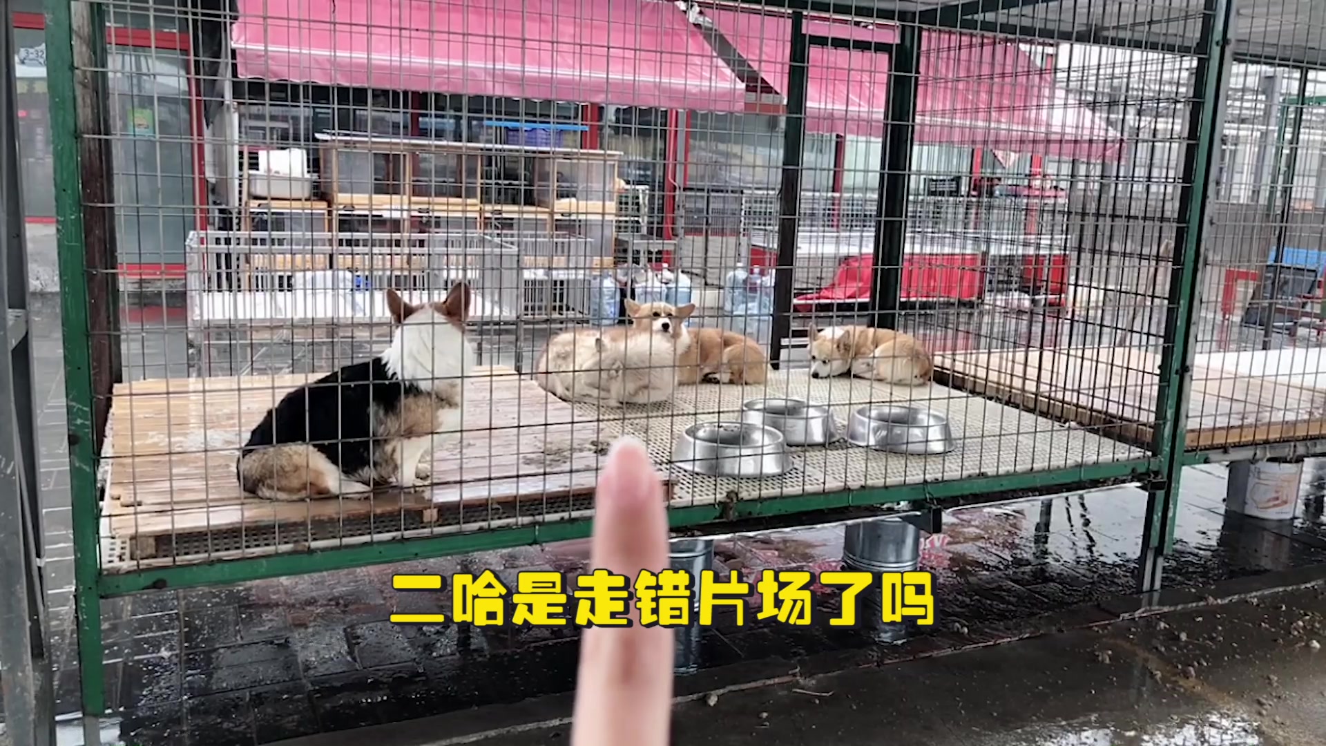 中国最大的宠物狗市场,很便宜就可以买到名贵的犬种哔哩哔哩bilibili