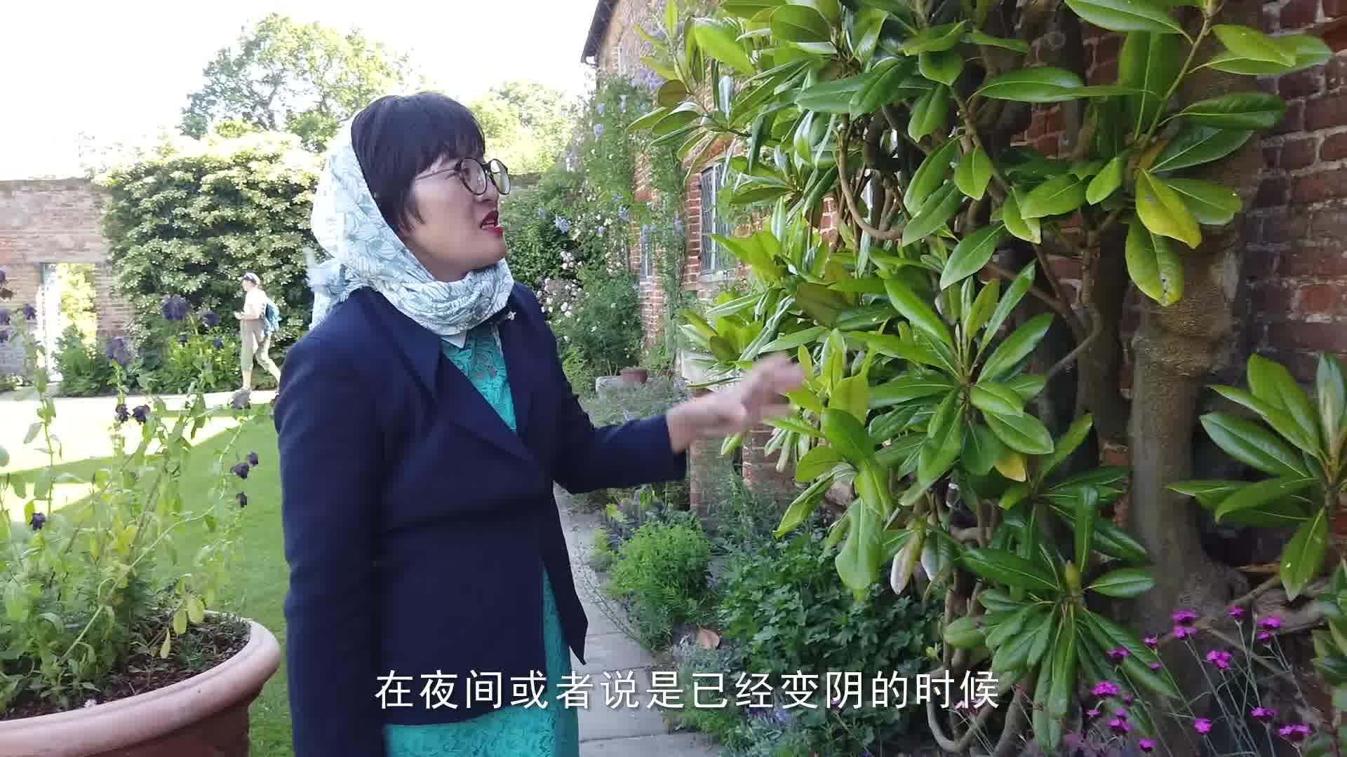 海妈园艺课堂 | 万物皆可盘!爬藤植物的墙面应用与选择哔哩哔哩bilibili