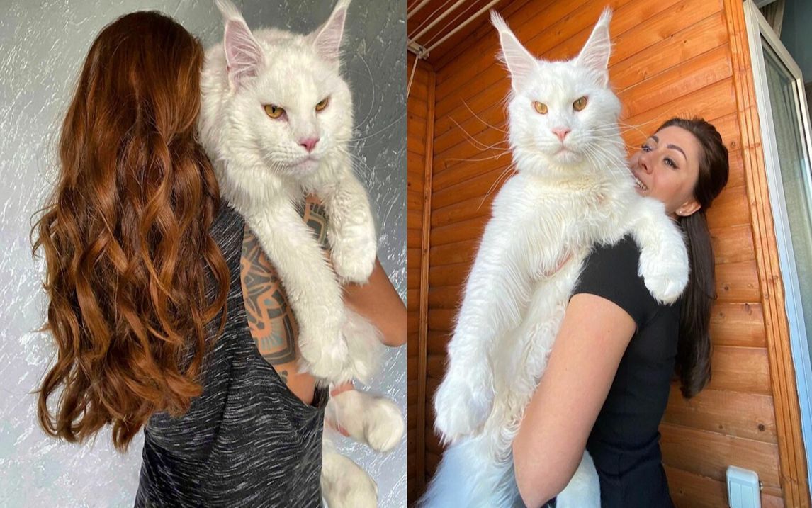 小姐姐养缅因猫,仅1年9个月体型接近猎豹,能发育到3岁惊呆网友