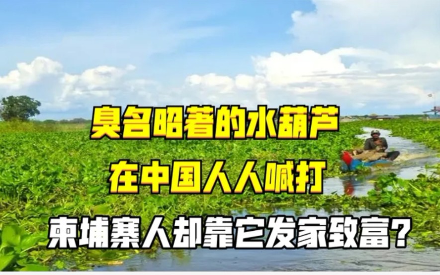 人人喊打的水葫芦,柬埔寨人不仅大量种植,还把它当做宝贝!哔哩哔哩bilibili