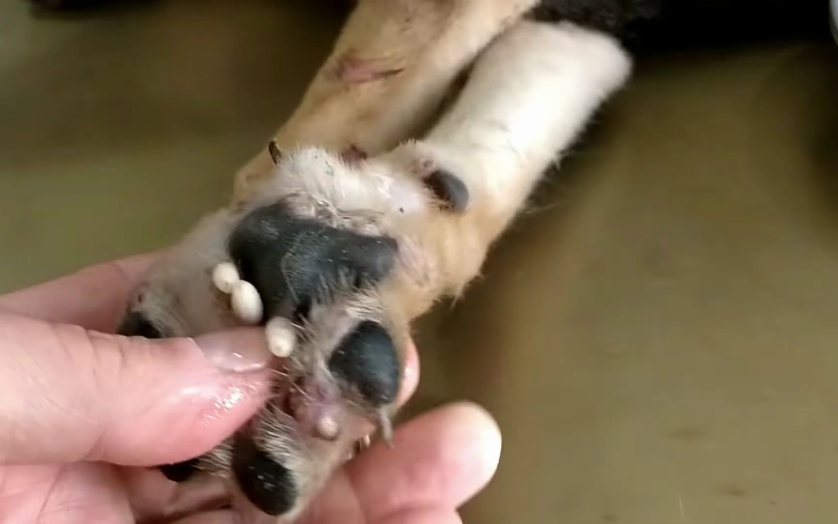 狗狗脚掌都肿了,清理皮蝇,狗狗驱虫_哔哩哔哩_bilibili