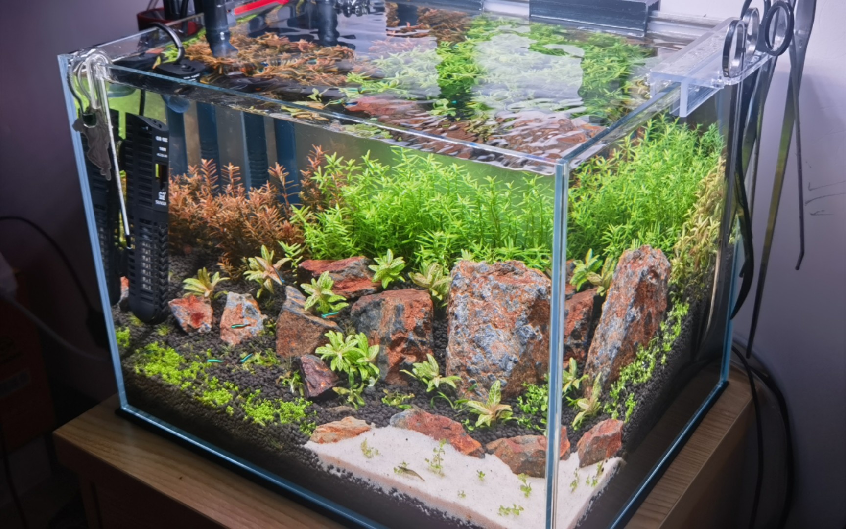 【小缸记录】重新修整后的小缸