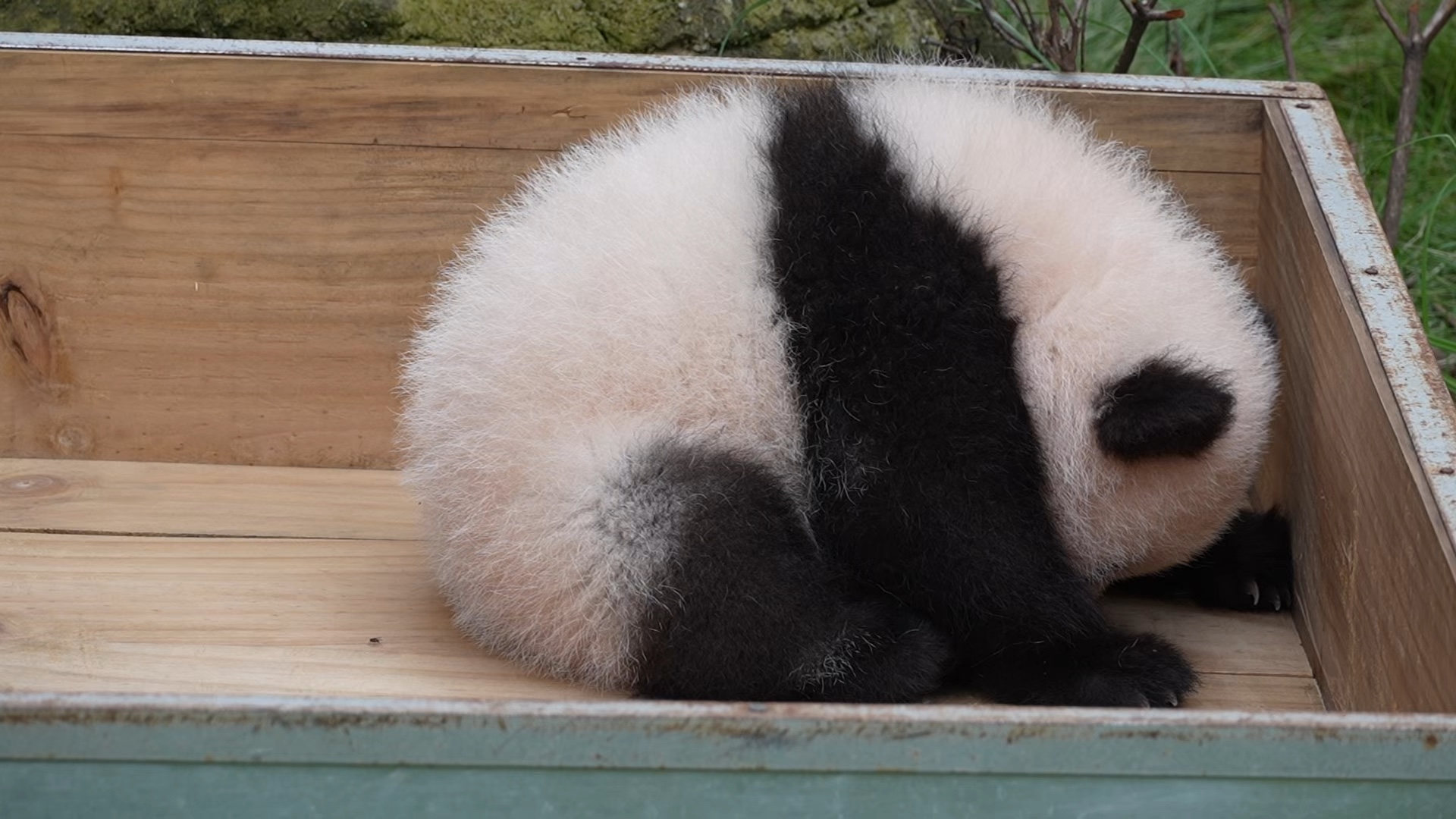 三妹 壁纸图片