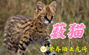 Download Video: 禁养猫科动物五虎上将第二弹，薮猫