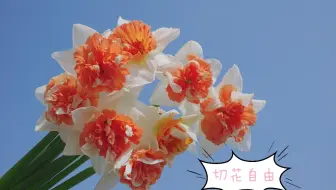 二夏的阳台花园 阳台自养切花小菊早花品种推荐 花量超大哦 哔哩哔哩 Bilibili