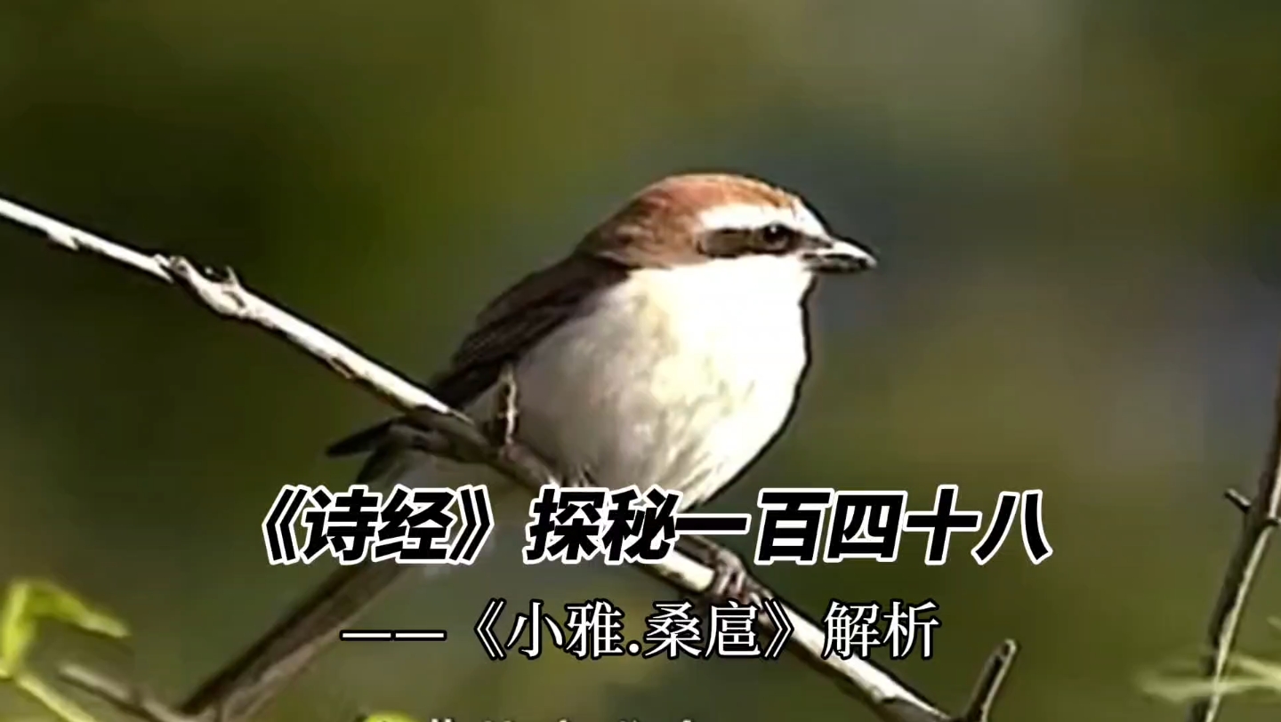 《诗经》探秘一百四十八——《小雅.桑扈》解析