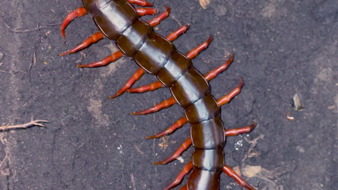 蜈蚣多少条腿 B站