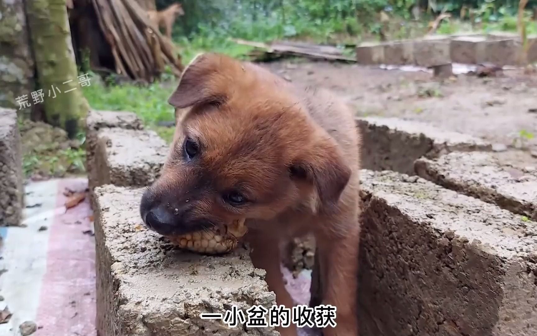 [图]安娜的荒野生活，播种蔬菜，禽舍的基础建设