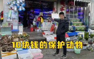 Video herunterladen: 国家保护动物被当街叫卖，单价10元卖出30多条，该怎么罚？