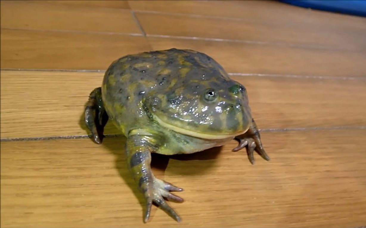 【ちゃんねる鳄】我家生气的圆眼珍珠蛙实在是太可爱了 第二弹!