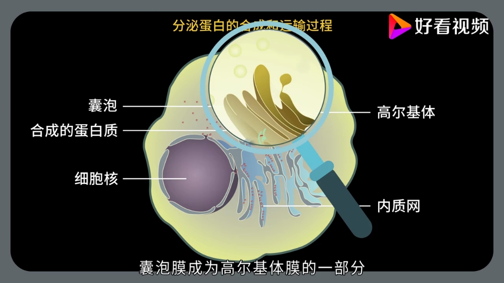 [图]百度文库「生物大师 高中」细胞器之间的协调配合——超级工厂（修正版）