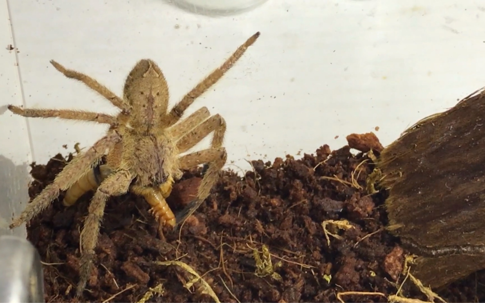 屏东猎人蛛捕食