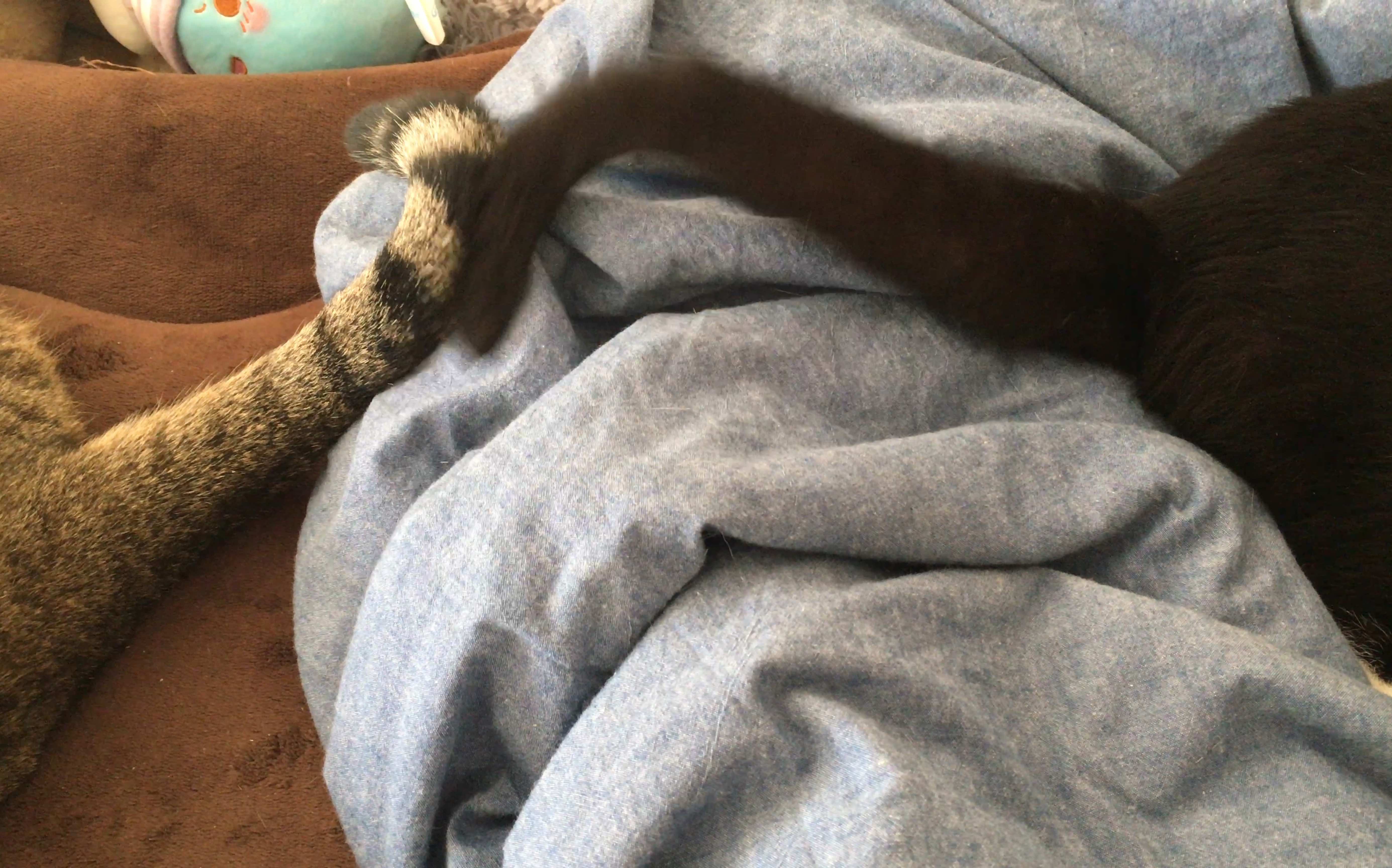 没见过这么会撩的黑猫!看尾巴就知道是渣男了