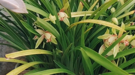 空谷有佳人,倏然抱幽独.东风时拂之,香芬远弥馥哔哩哔哩bilibili