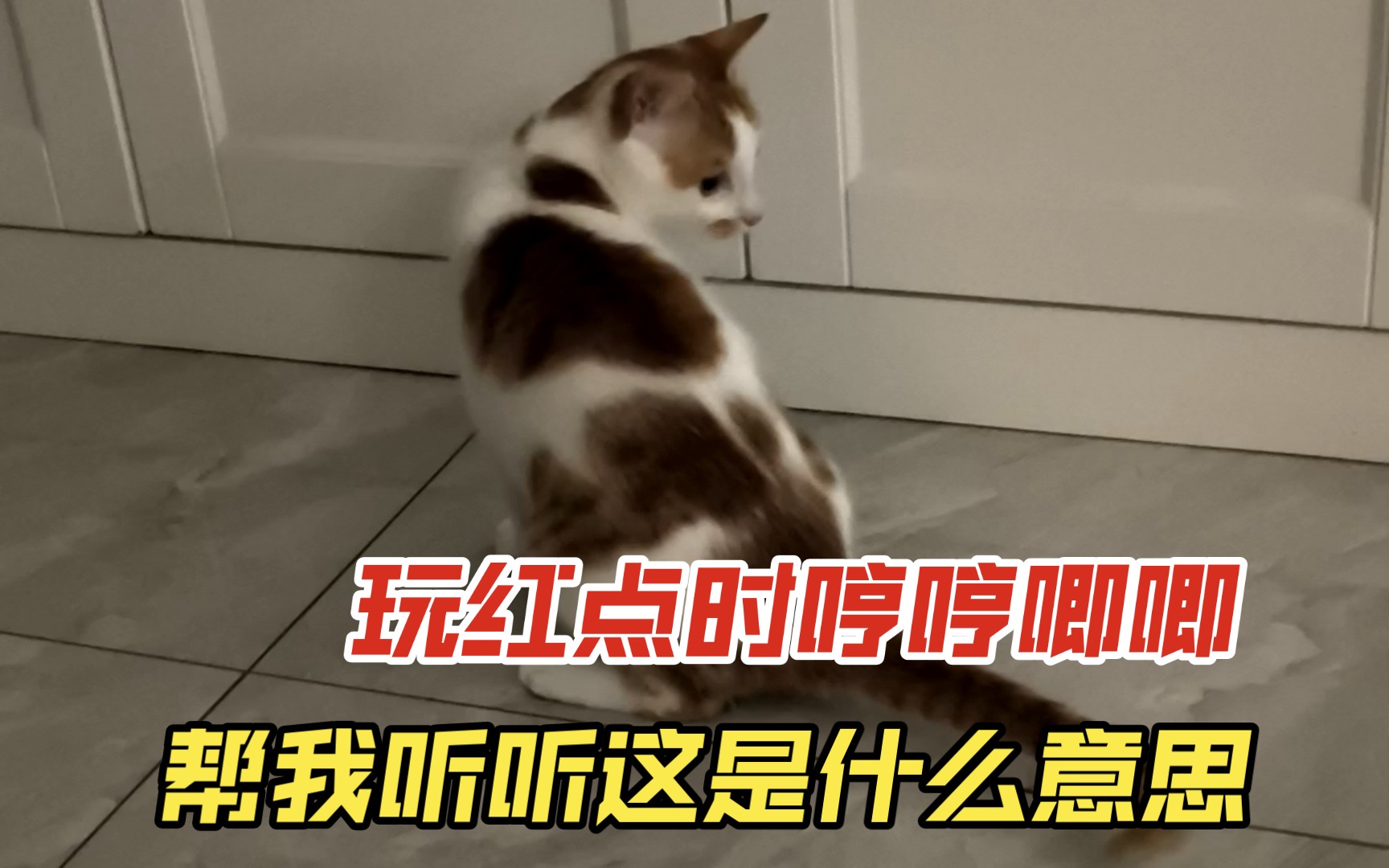 小猫玩红点时哼哼唧唧是什么意思?哔哩哔哩bilibili