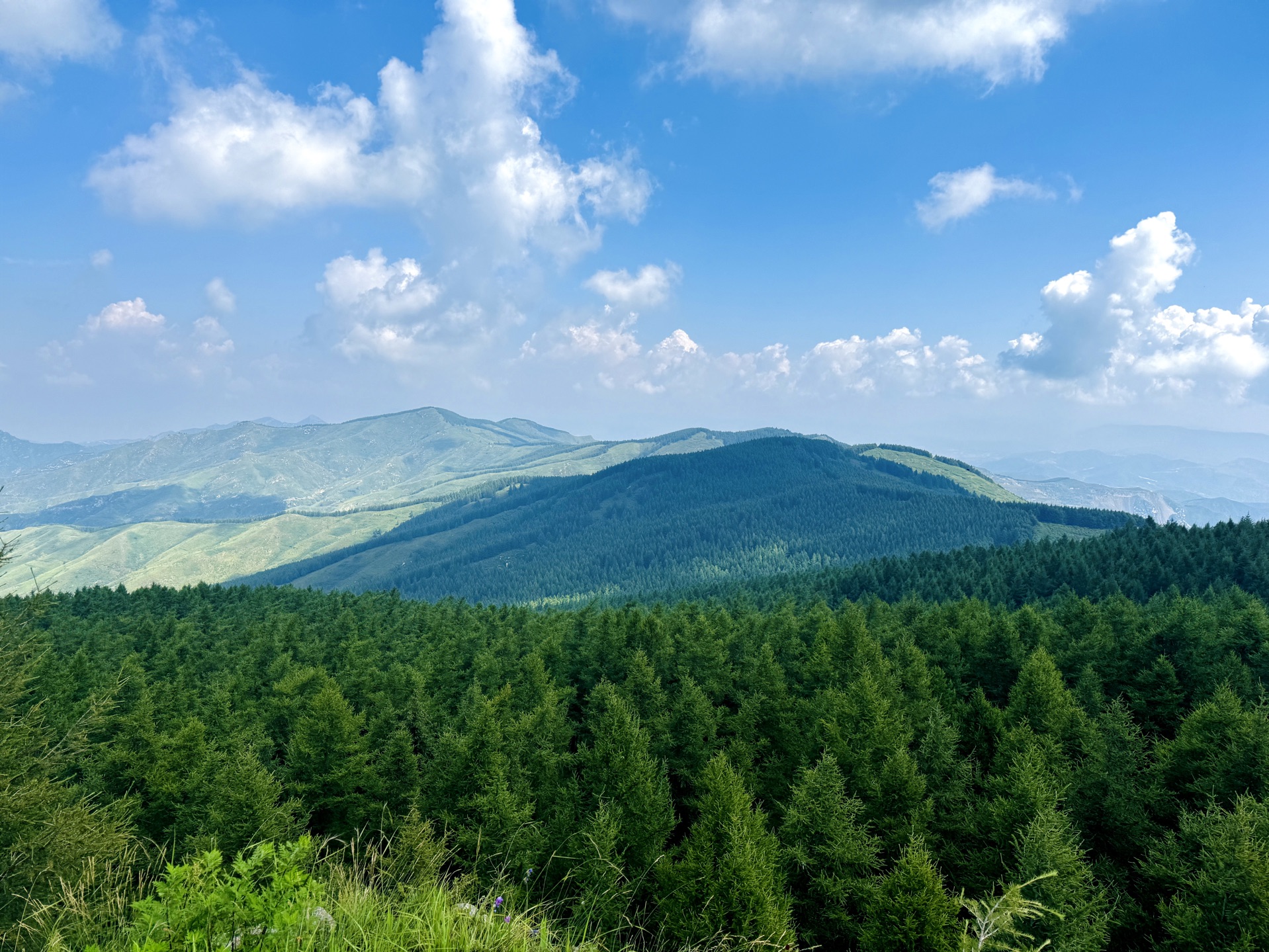 大山树林图片大全图片