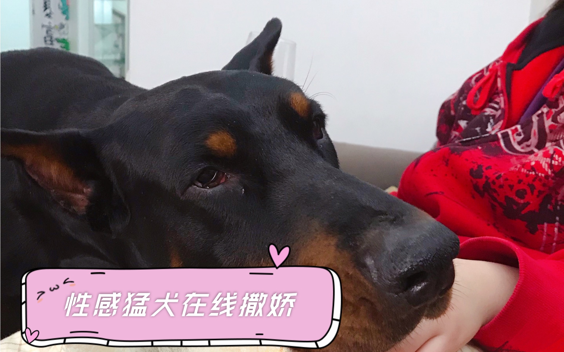 活動作品杜賓性感猛犬在線撒嬌媽媽生氣後該怎麼辦