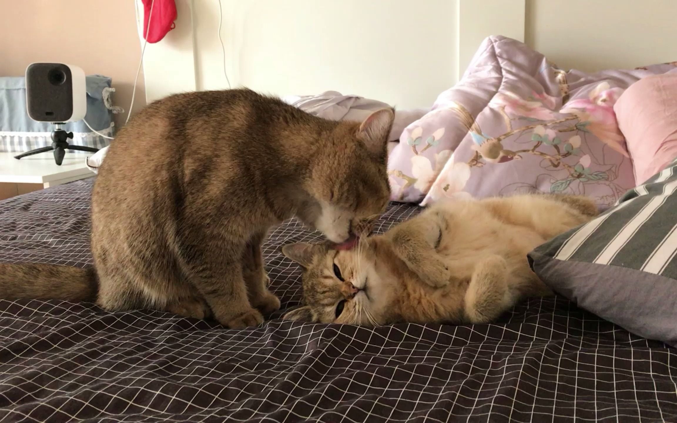 情侣猫咪日常小渐渐你的毛被我承包了谁不想要这样的男朋友