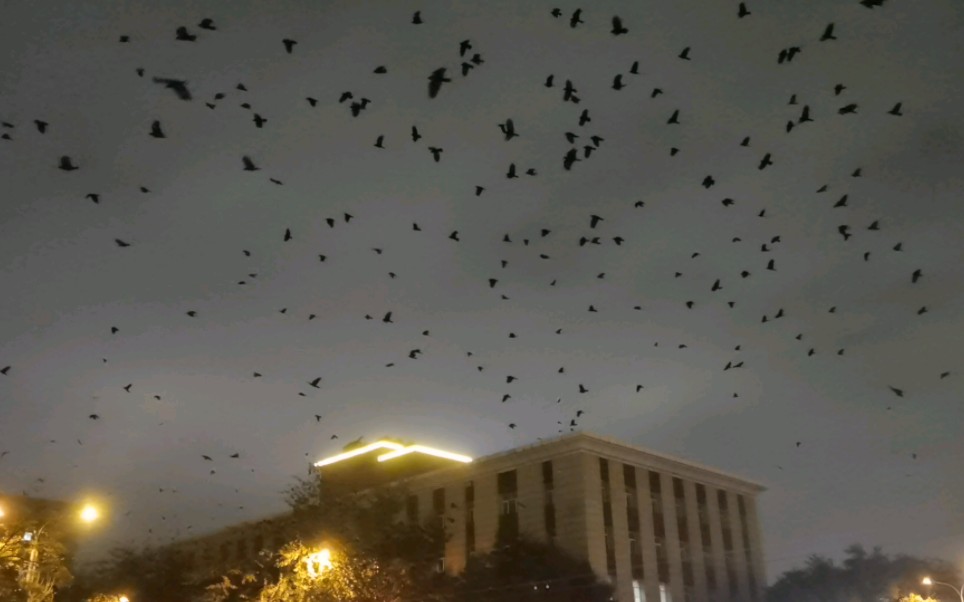 北京师范大学附近著名的北太平庄乌鸦大军出动!