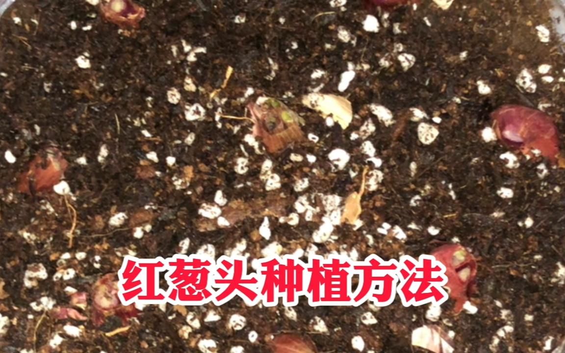 红葱头种植方法!葱香浓郁,种植简单!哔哩哔哩bilibili